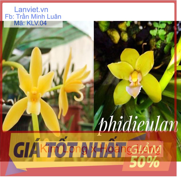 Hoa lan kiếm, lan kiếm hoàng long lai kim long