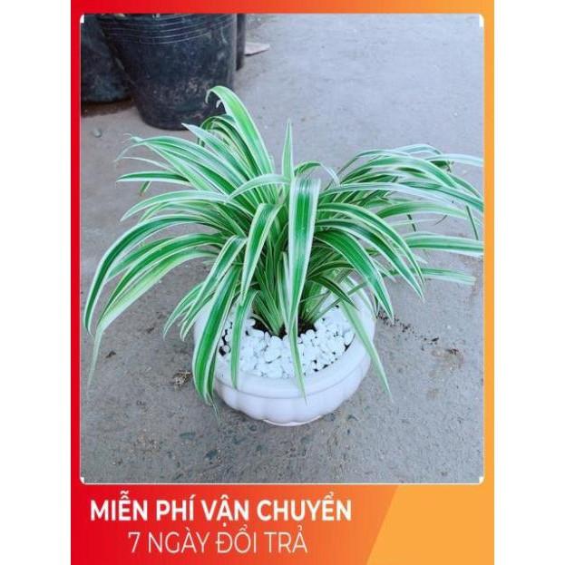 Chậu Lan Chi