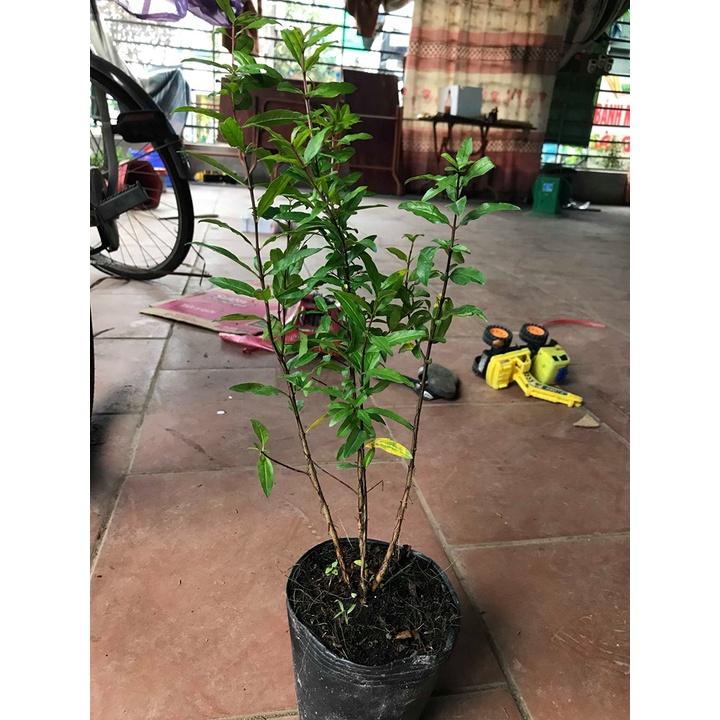 Cây lựu đỏ ai cập