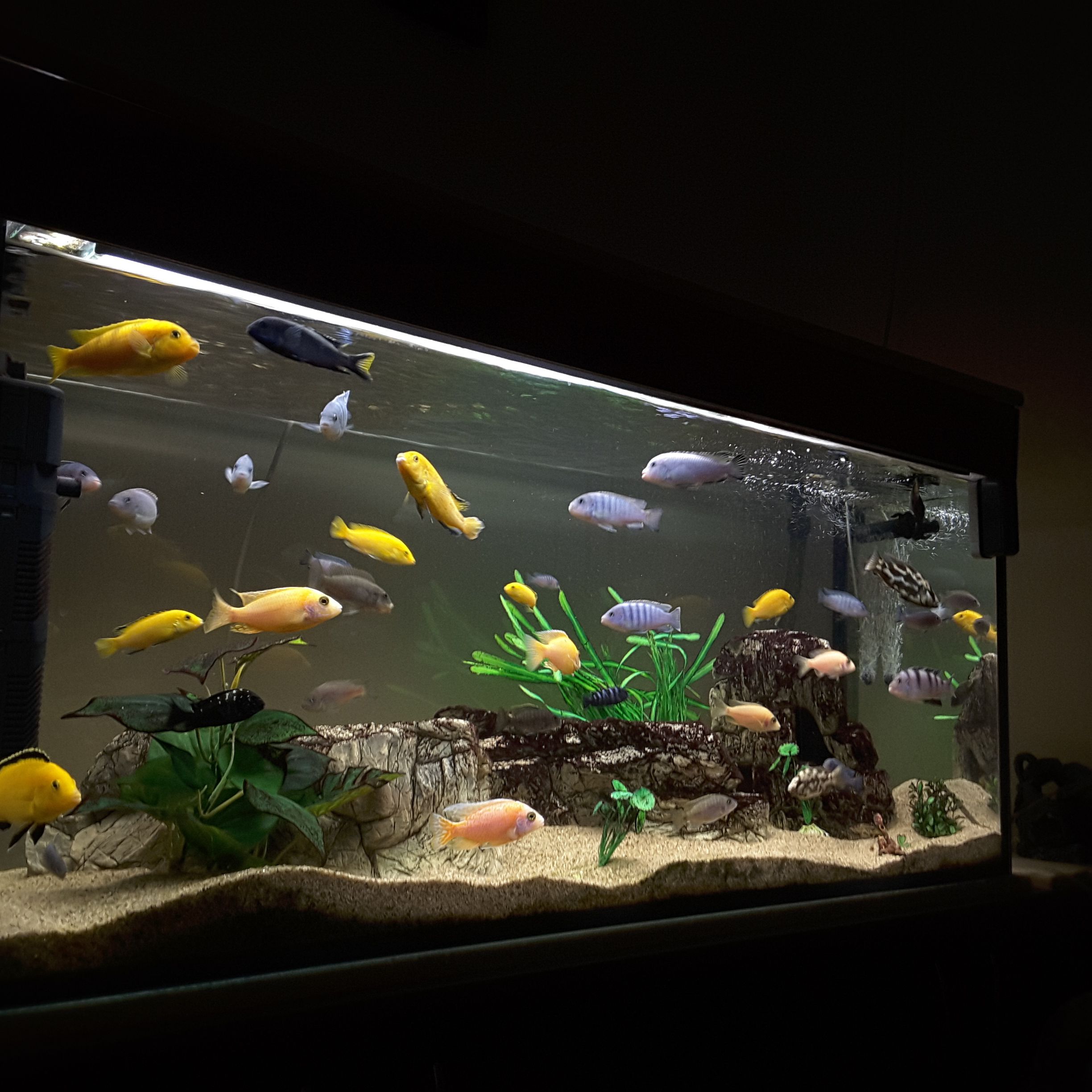 Thức ăn cho cá Guppy, cá 7 màu - Cám Thái INVE 3/5 cho cá nhỏ- chiết lẻ. rất thơm, cá ăn nhìu, mập ú, màu sắc đẹp. không đục nước.