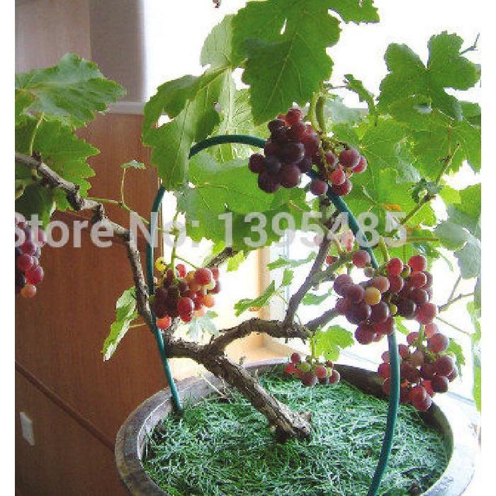 Hạt giống nho lùn Pháp KNS3445 - Gói 10 hạt