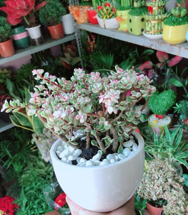 Chậu Cây Cành Vàng Lá Ngọc