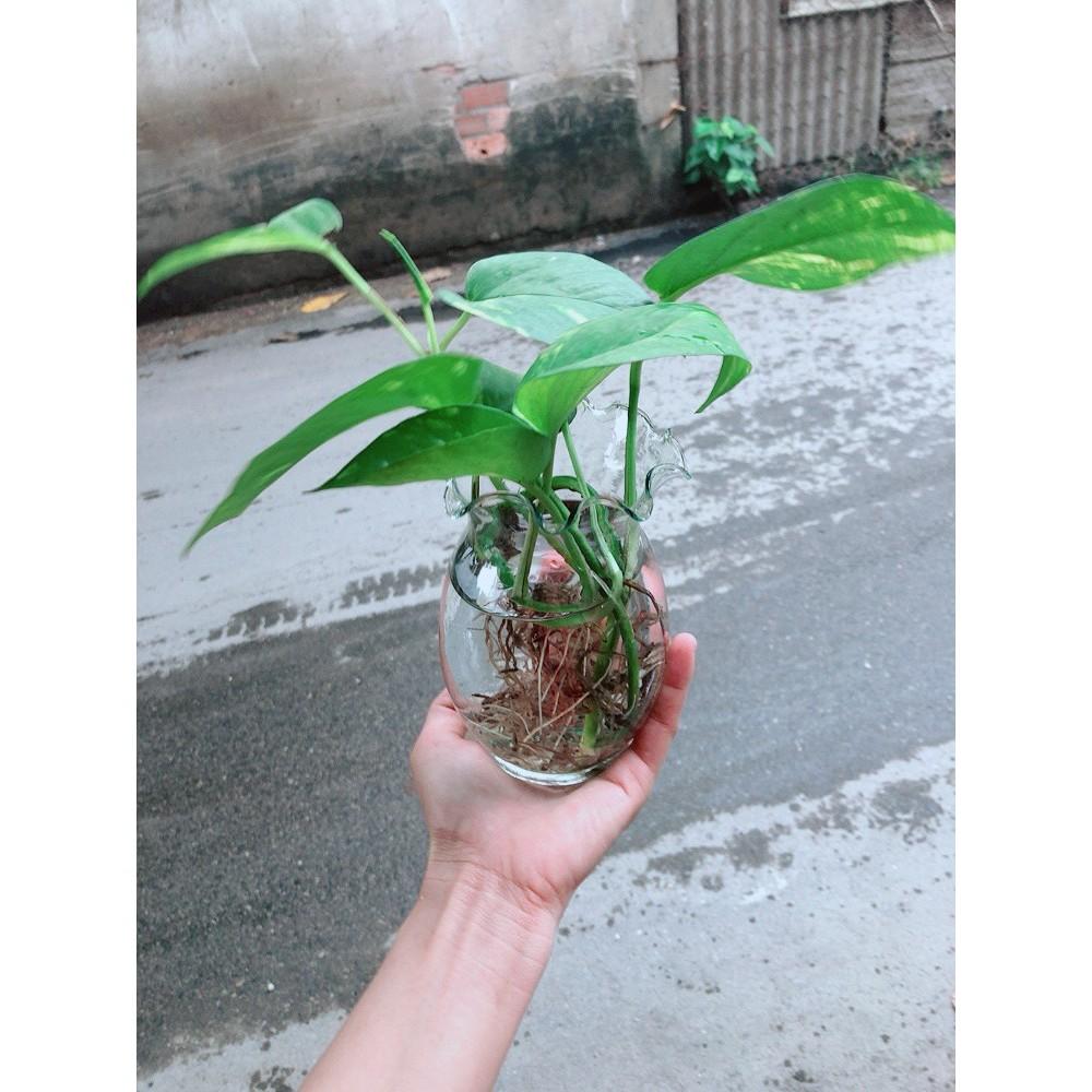 Chậu Trầu Bà Thủy Sinh