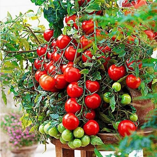 Gói 150 hạt giống cà chua bi đỏ F1 Loại Siêu Dễ Trồng & Dễ Thu Hoạch năng suất cao Cửa Hàng Hạt Giống Uy Tín