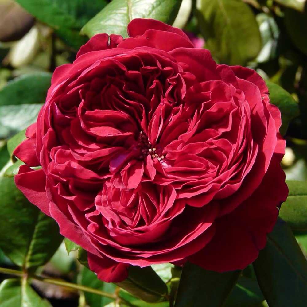 Hoa Hồng Ngoại Royal- bầu to cây lớn trưởng thành