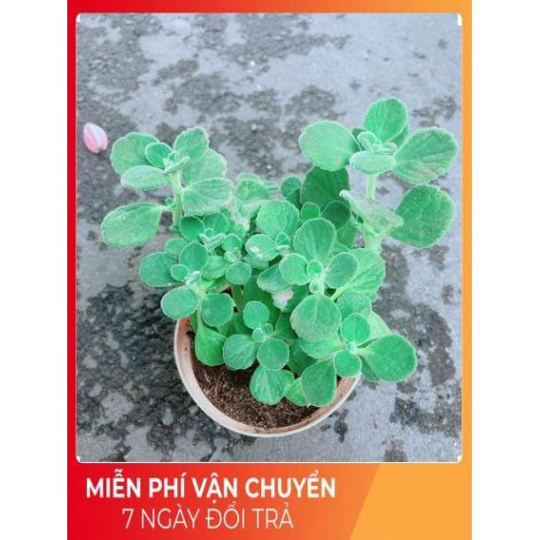 Nhất Mạt Hương kèm chậu sứ