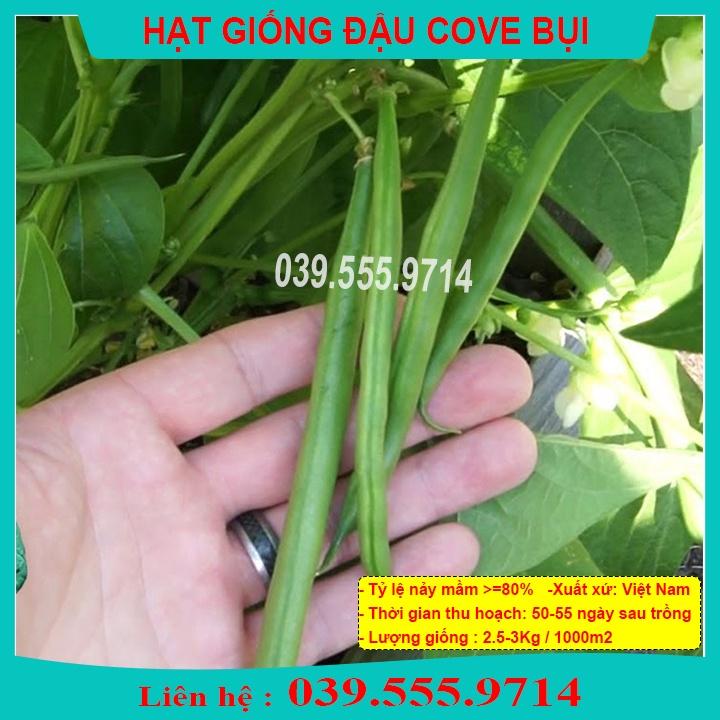 Hạt Giống Đậu Cove Bụi Lùn Xanh – Gói 50gram