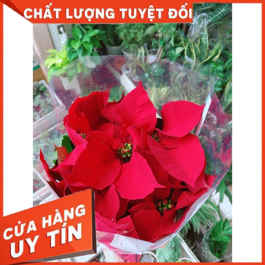Trạng nguyên kèm chậu sứ trắng Nhiều Người Mua