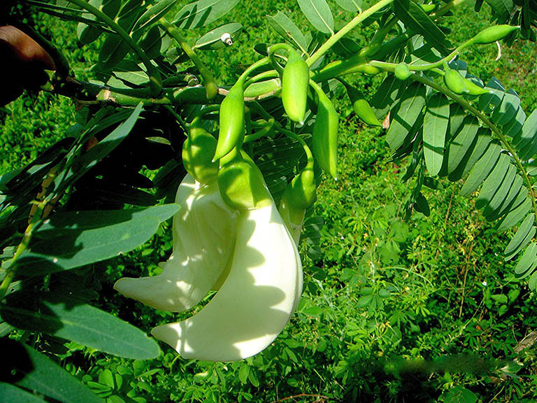 Hạt Giống Bông So Đũa Trắng