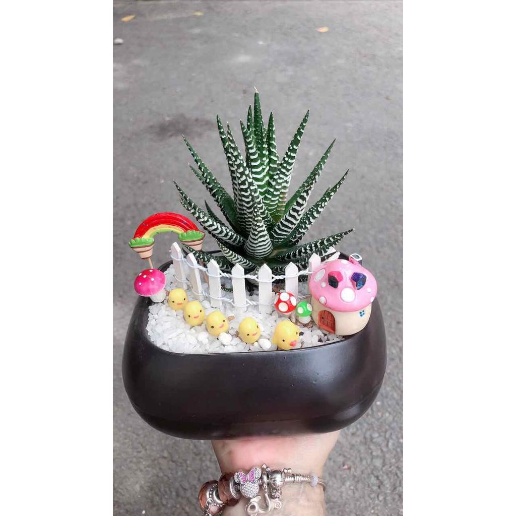 Chậu móng rồng tiểu cảnh Bán Chạy