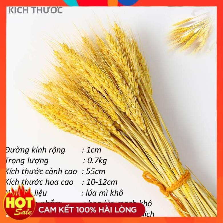 BigSale/ Bó Hoa Bông Lúa Mạch Khô Decor Trang Trí /LH online