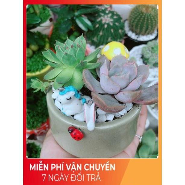 Chậu Sen Đá Tiểu Cảnh