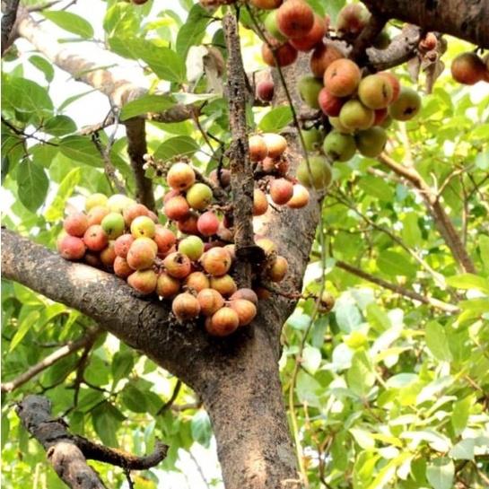 Hạt giống sung bon sai  dể trồng f1-gói 10 hạt/tặng kèm gói phân bón lót