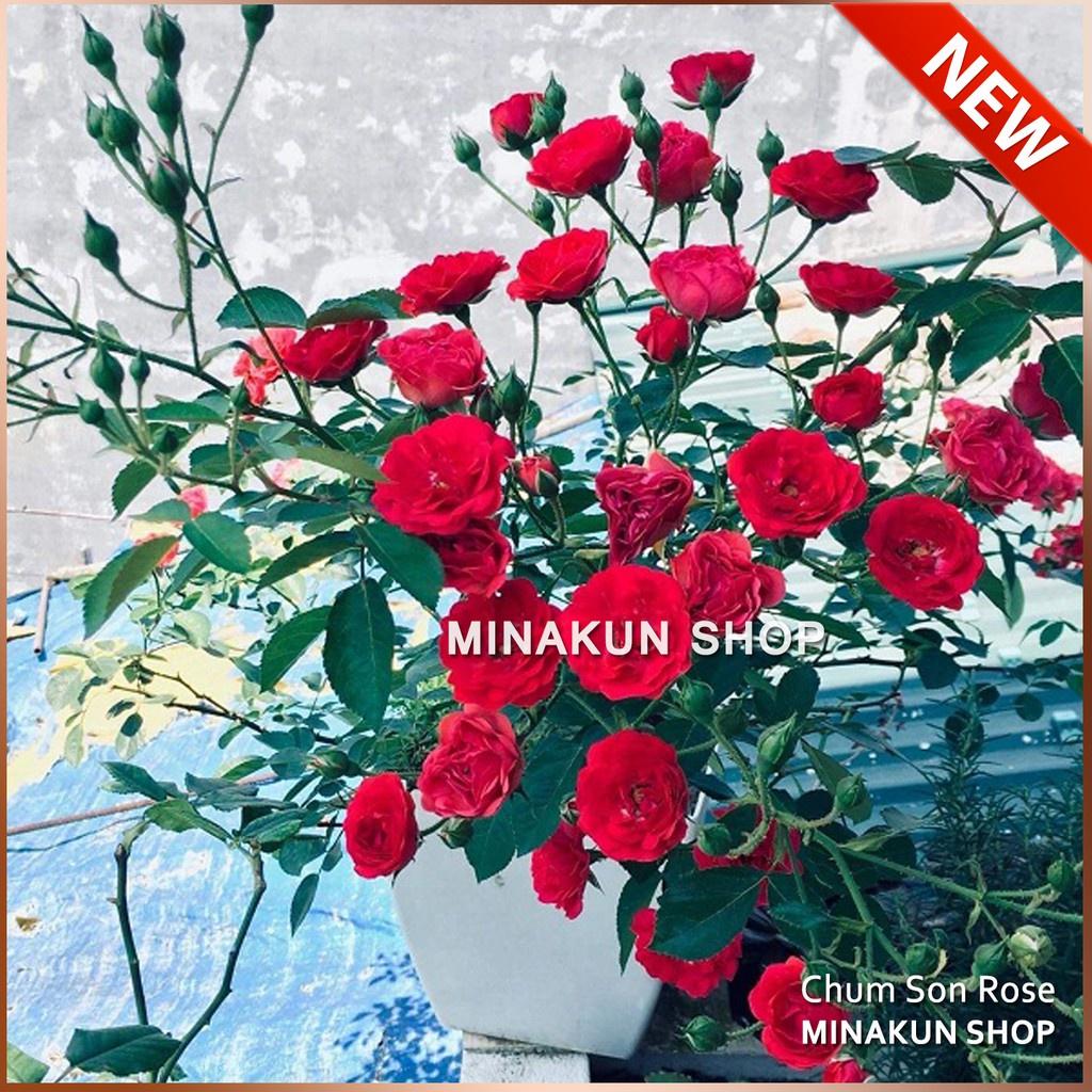 Hoa hồng Chum Son siêu hoa-bầu to cây lớn trưởng thành