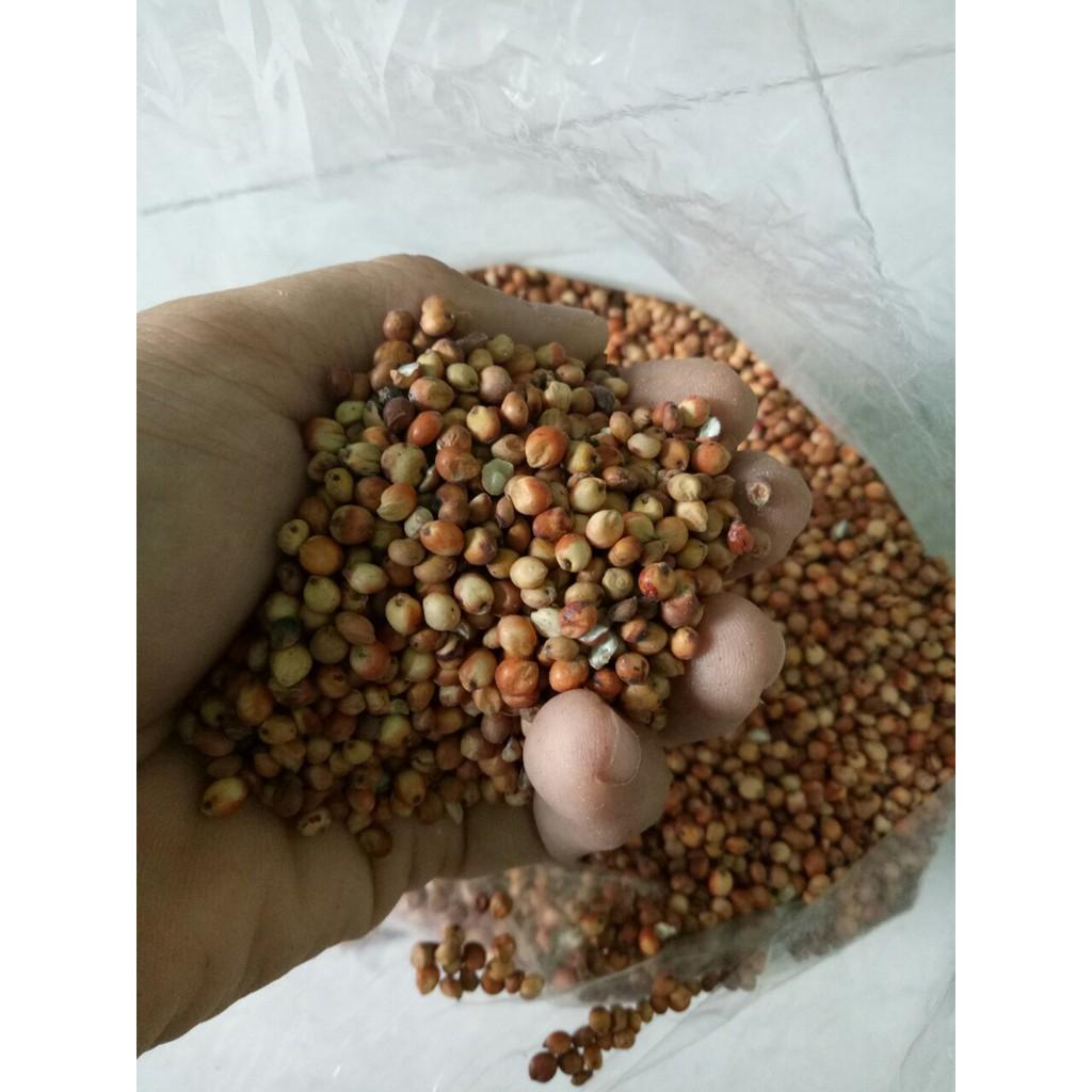 1KG HẠT BO BO ĐỎ cho THÚ CƯNG, VẸT, CHIM CẢNH