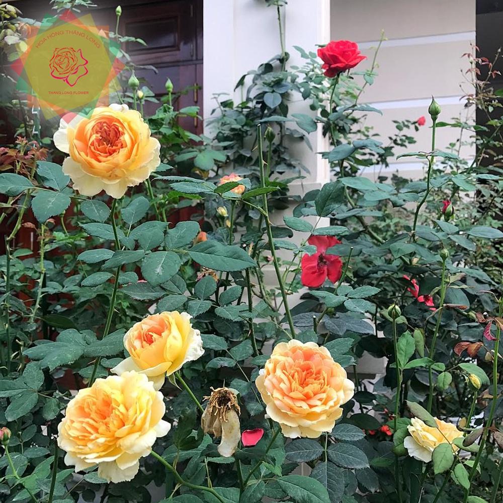 Cây hoa hồng ngoại Molineux rose (bụi) vàng - Hoa hồng Thăng Long Flower