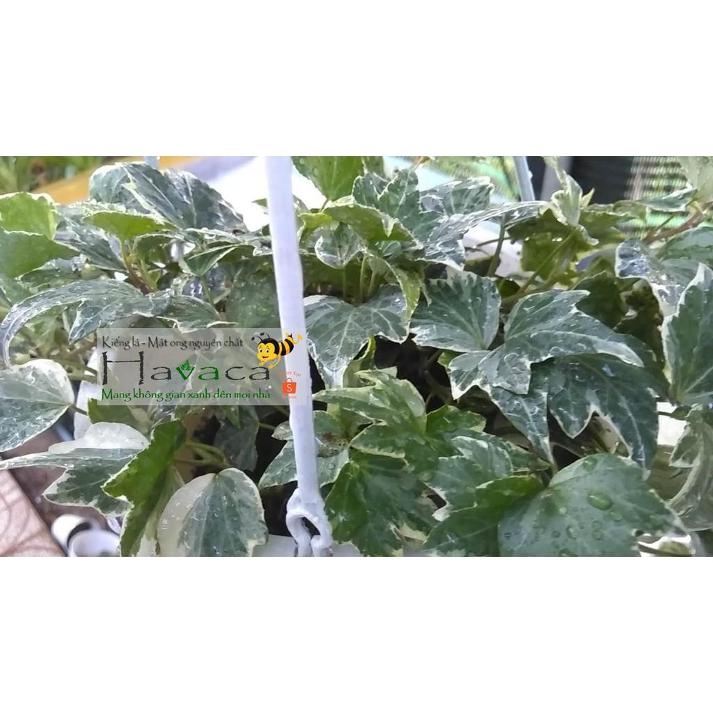 Dây thường xuân lá cẩm thạch/xanh