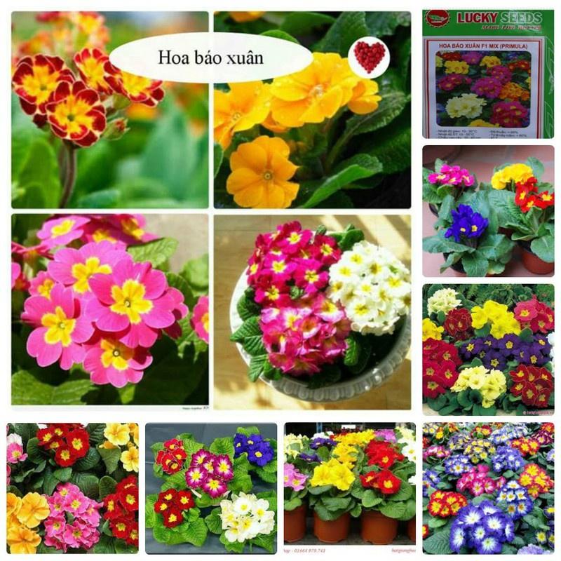 Combo 5 gói hạt giống hoa các loại dễ trồng – tặng 1 phân bón