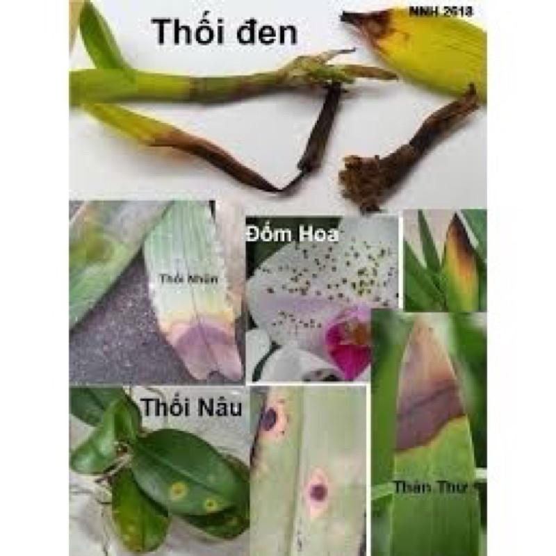 Combo B1 thái kích rễ + Physan trị nấm, thối nhũn
