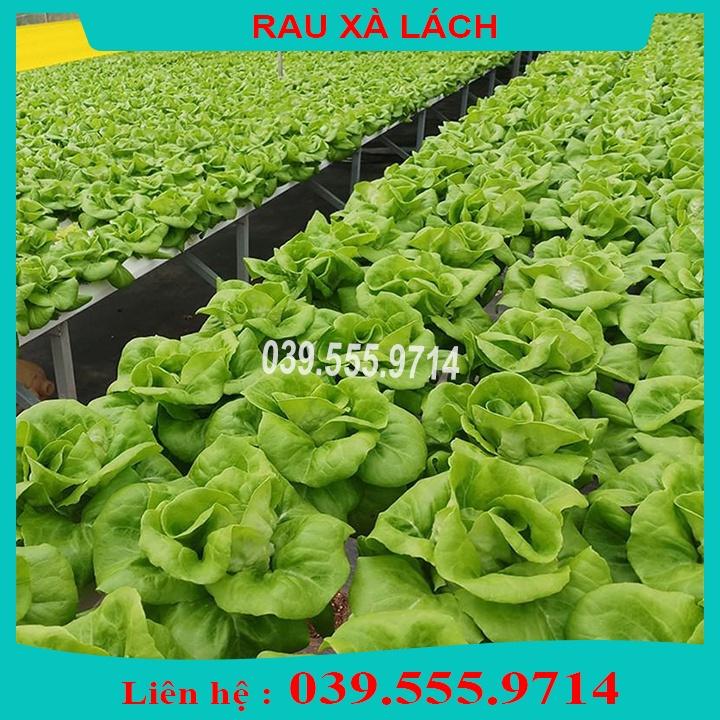 4 Loại Hạt Giống Cải Bó Xôi - Xà Lách Đăm - Hành - Hẹ