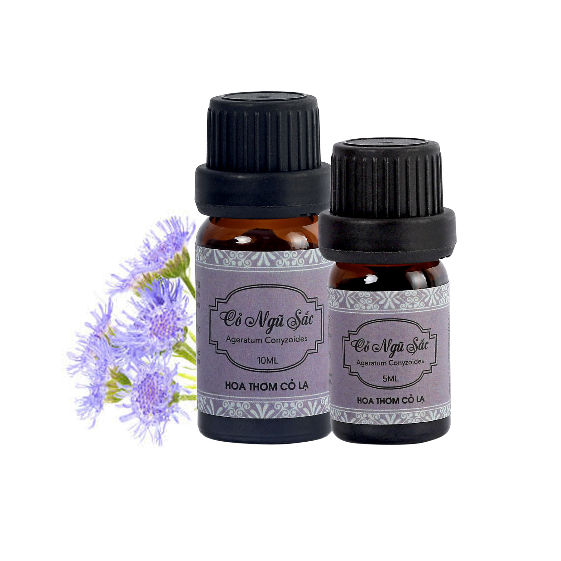 Tinh Dầu Cỏ Ngũ Sắc - Ageratum Grass Essential Oil 10ml - Hoa Thơm Cỏ Lạ