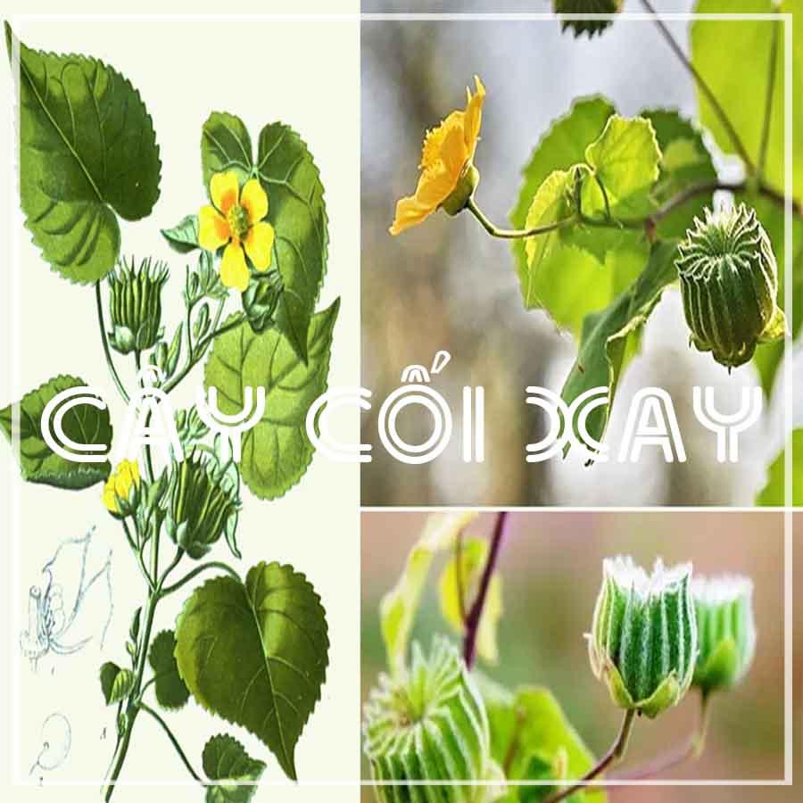 CÂY CỐI XAY khô sạch đóng gói 500gram