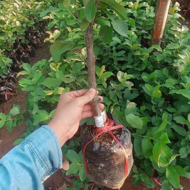 Cây Ổi Nữ Hoàng