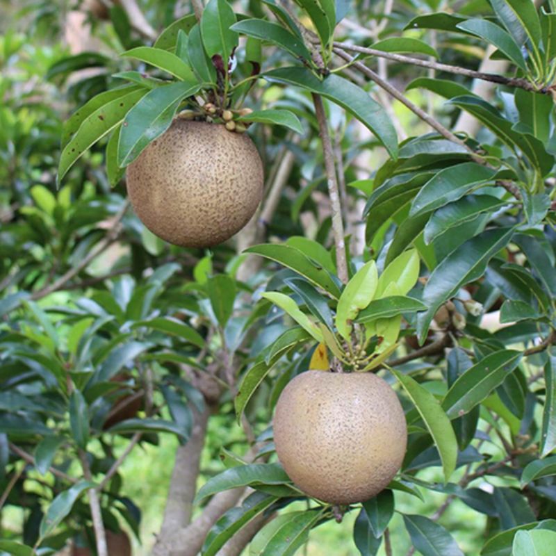 Cây giống Hồng Xiêm Mexico Sapoche_ Cây giống to khỏe, nhiều nhánh cao 80-100cm cho trái sau 12 tháng