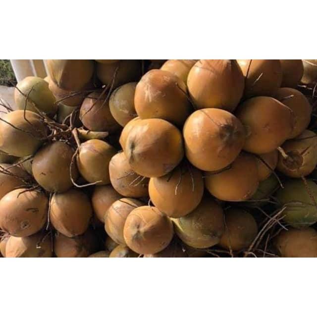 Cây Giống Dừa xiêm hồng