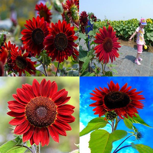 1 LẠNG HẠT GIỐNG HOA HƯỚNG DƯƠNG ĐỎ