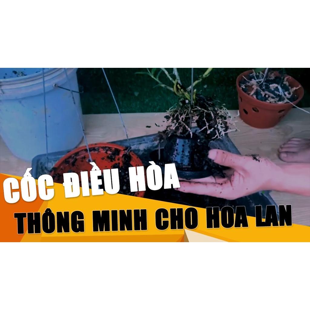 Đế lót chậu Trồng lan, điều hòa nhiệt cho cây Hoa Lan giữ độ ẩm, mát cây, hạn chế tưới cây,