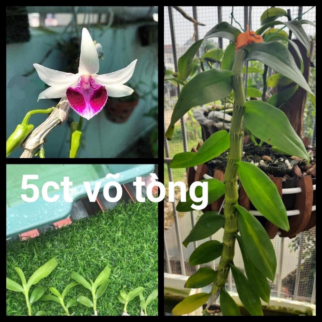 Hoa lan phi điệp tím bắc cạn