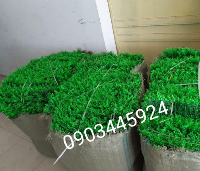 Cỏ tai chuột hàng loại 1 ngọn cao 8cm- thảm cỏ