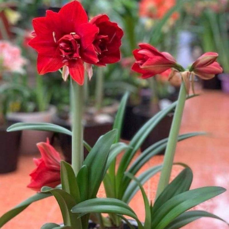 Củ hoa lan huệ - cây cảnh để bàn - ra hoa sau 1 tháng