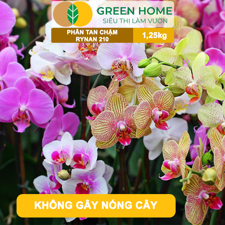 Phân Tan Chậm GreenHome, Rynan 210, Hũ 1,25kg, Dùng Cho Phong Lan Trưởng Thành, Đủ Dưỡng Chất