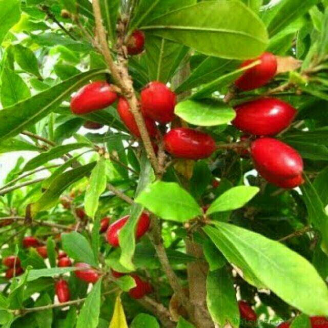 Cây thần kỳ cây đẹp chuẩn giống