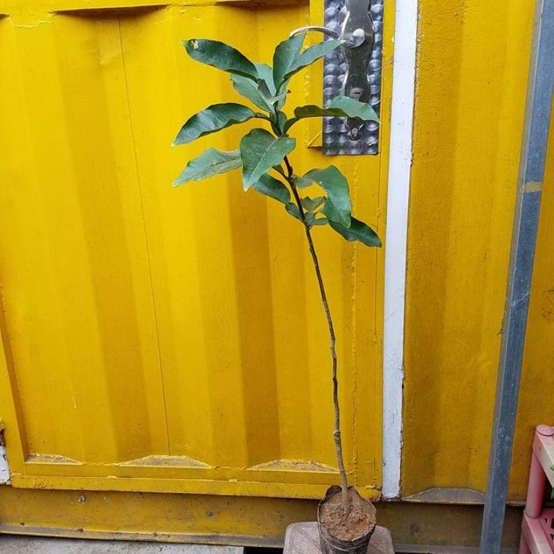 Bưởi lùn Tứ Xuyên