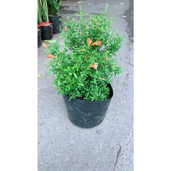 Cây Lựu Cho Nhiều Bông Nhiều Trái