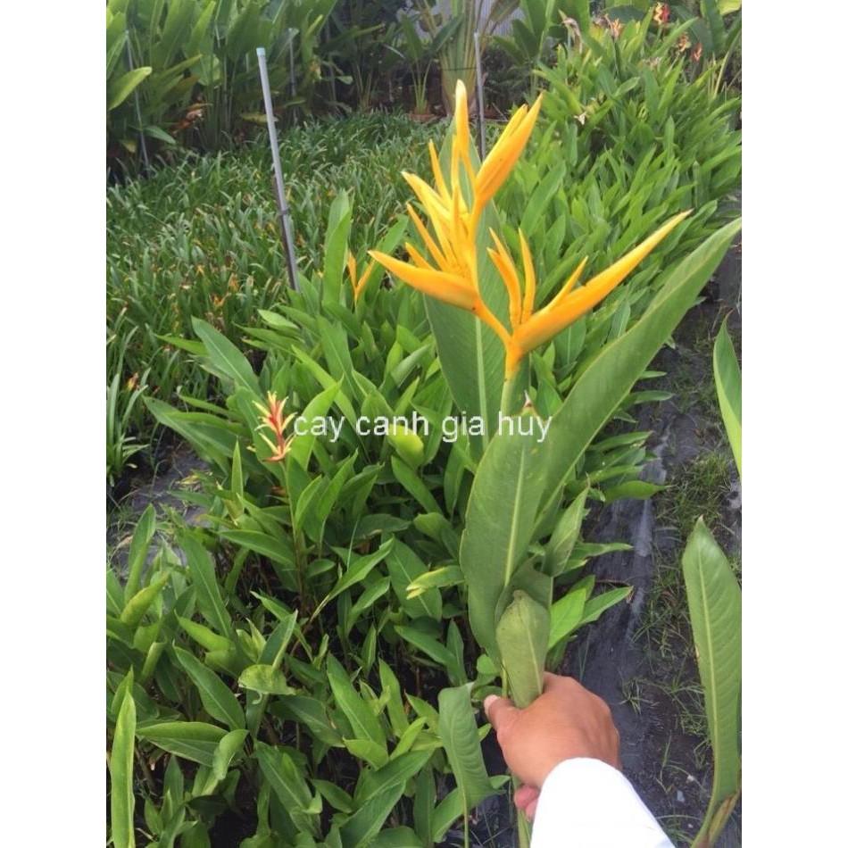 CHẬU THiÊN ĐIỂU SIÊU ĐẸP MANG NHIỀU Ý NGHĨA ĐẸP