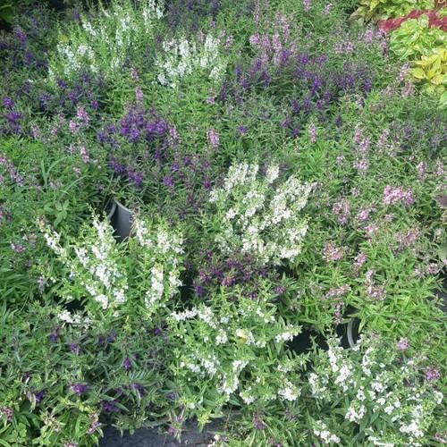 CHẬU HOA VIOLET NHẬT ĐỦ MÀU, HOA QUANH NĂM SIÊU ĐẸP