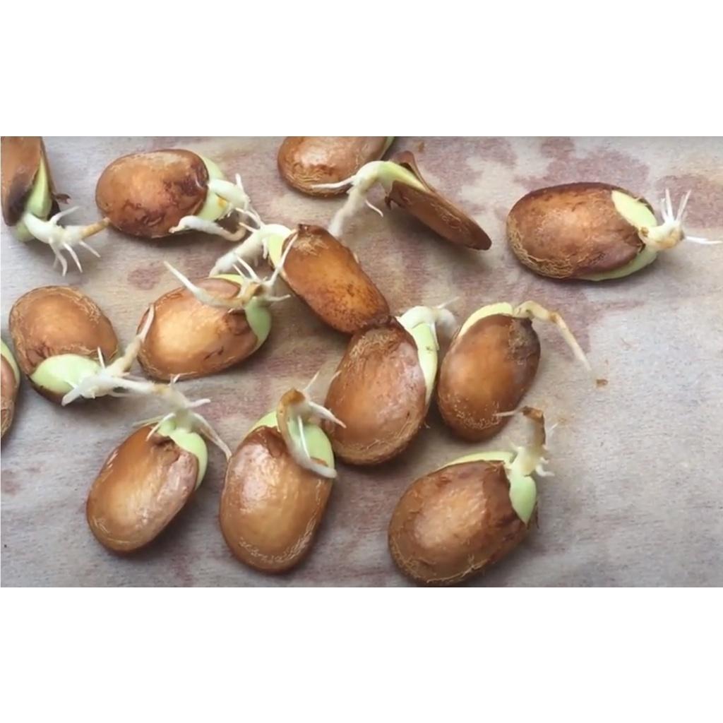1kg Hạt giống ban tây bắc