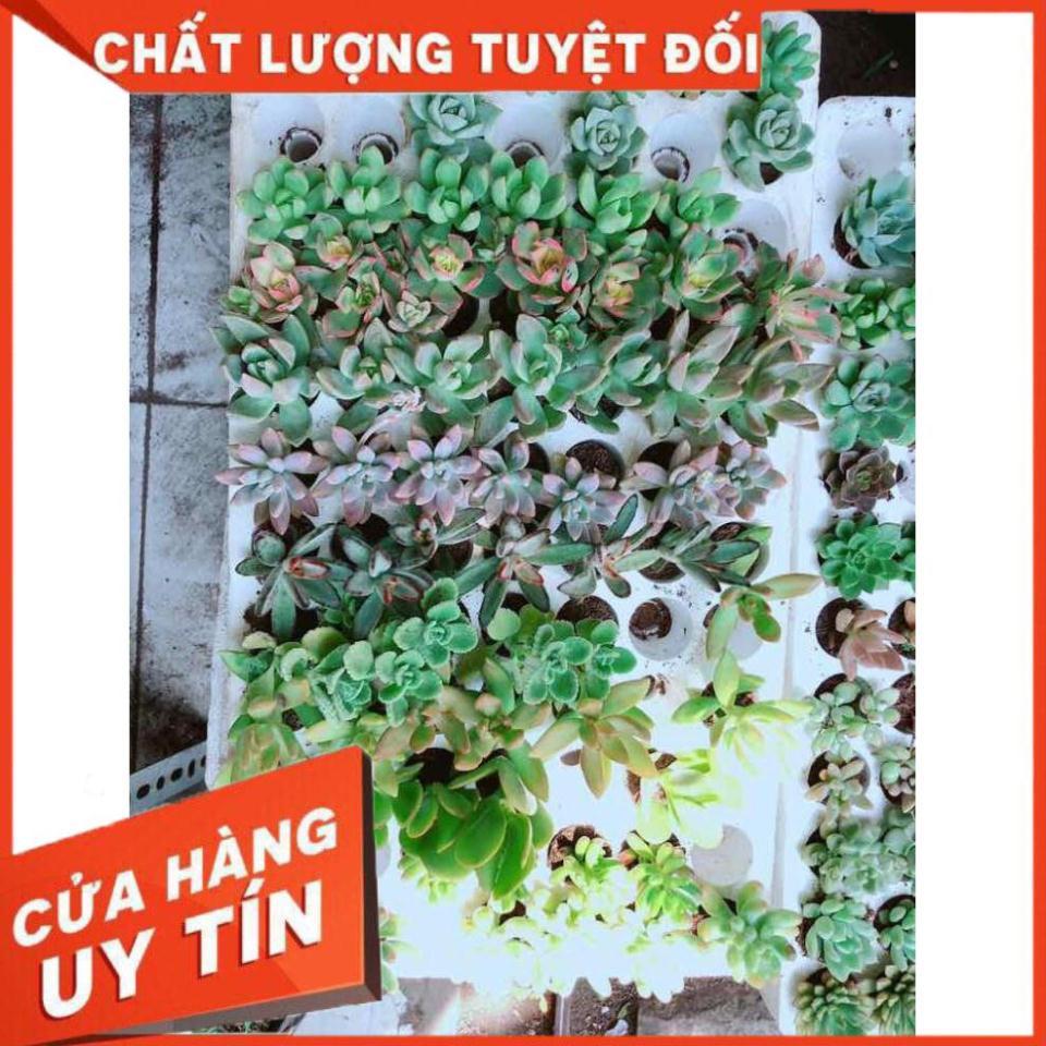 Combo 12 cây sen đá vỉ Nhiều Người Mua