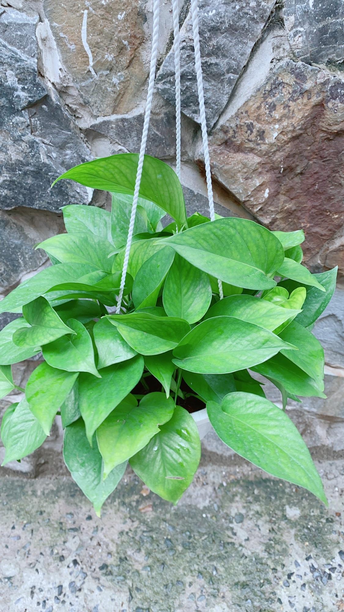 Chậu Trầu Bà Thái Xanh