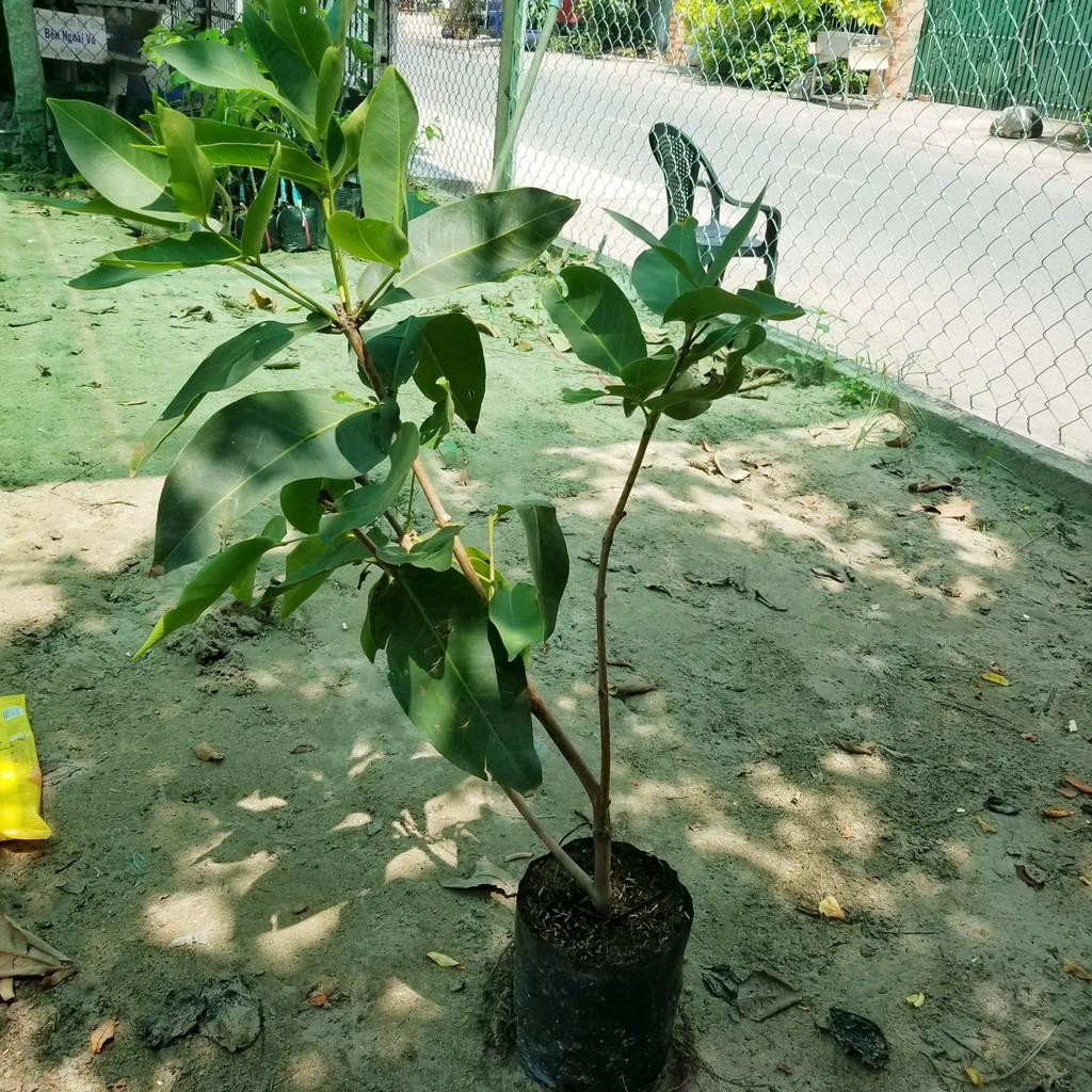 Giống Mận Xanh Đường Cây Khỏe