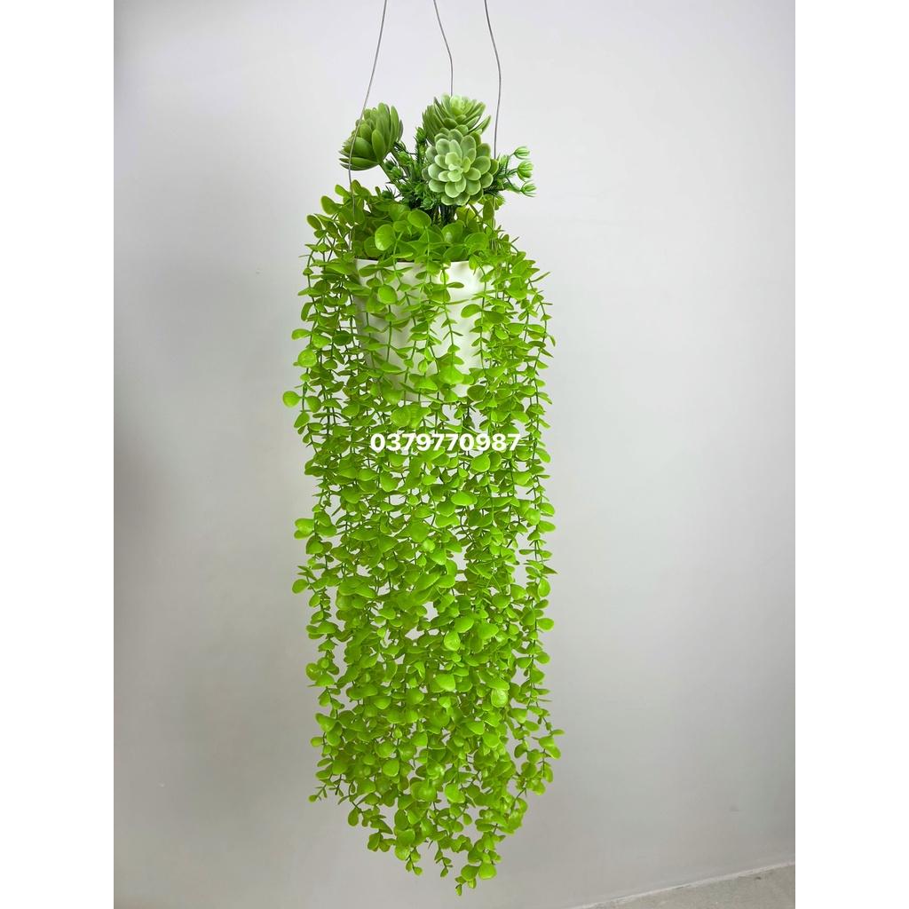 Chậu cây rủ trang trí, cụm dây leo rủ trang trí cho cà phê, nhà hàng quán ăn decor