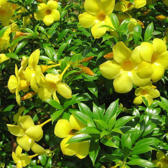 Cây giống hoa khuyên vàng lá nhỏ