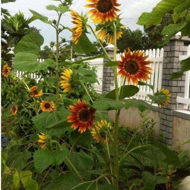 Hạt giống hoa hướng dương cam/gói 10 hạt