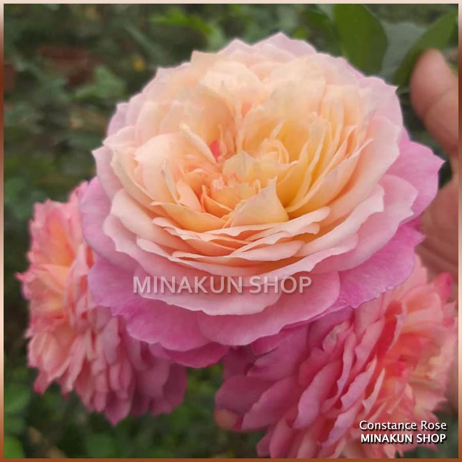 Hoa hồng ngoại Constance Rose ( bụi - dòng hoa cắt cành ) cực đẹp - MinaKun Shop