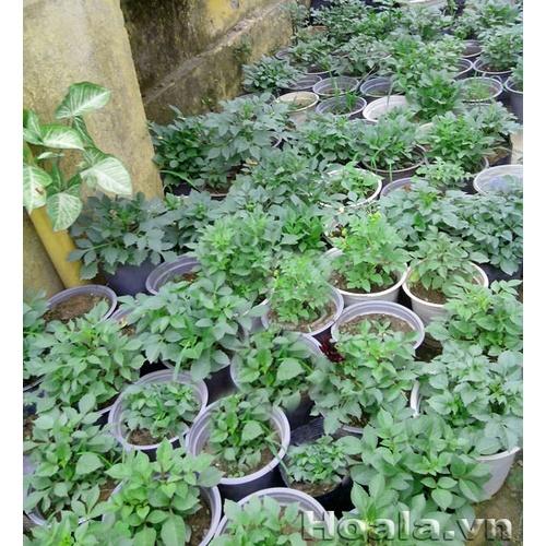 Gói 30 Hạt giống hoa thược dược lùn mix màu ngẫu nhiên - dễ trồng, hoa nở đồng đều