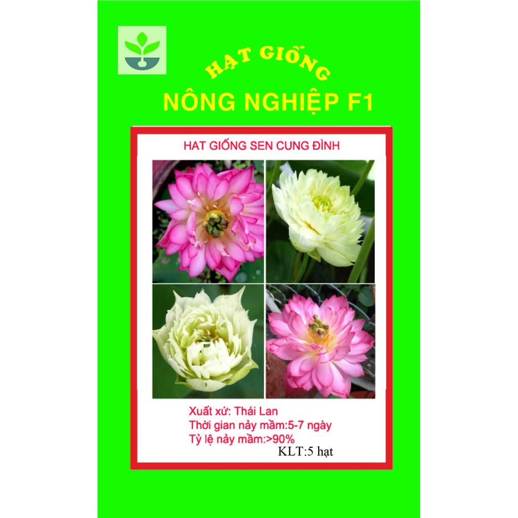 Gói 5 hạt giông sen cung đình nhiều màu